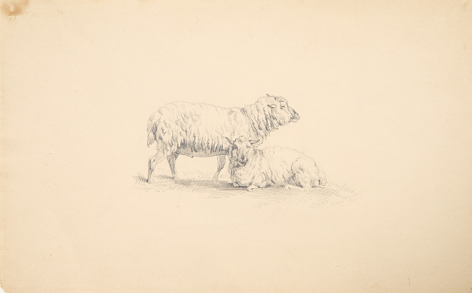 Deux moutons