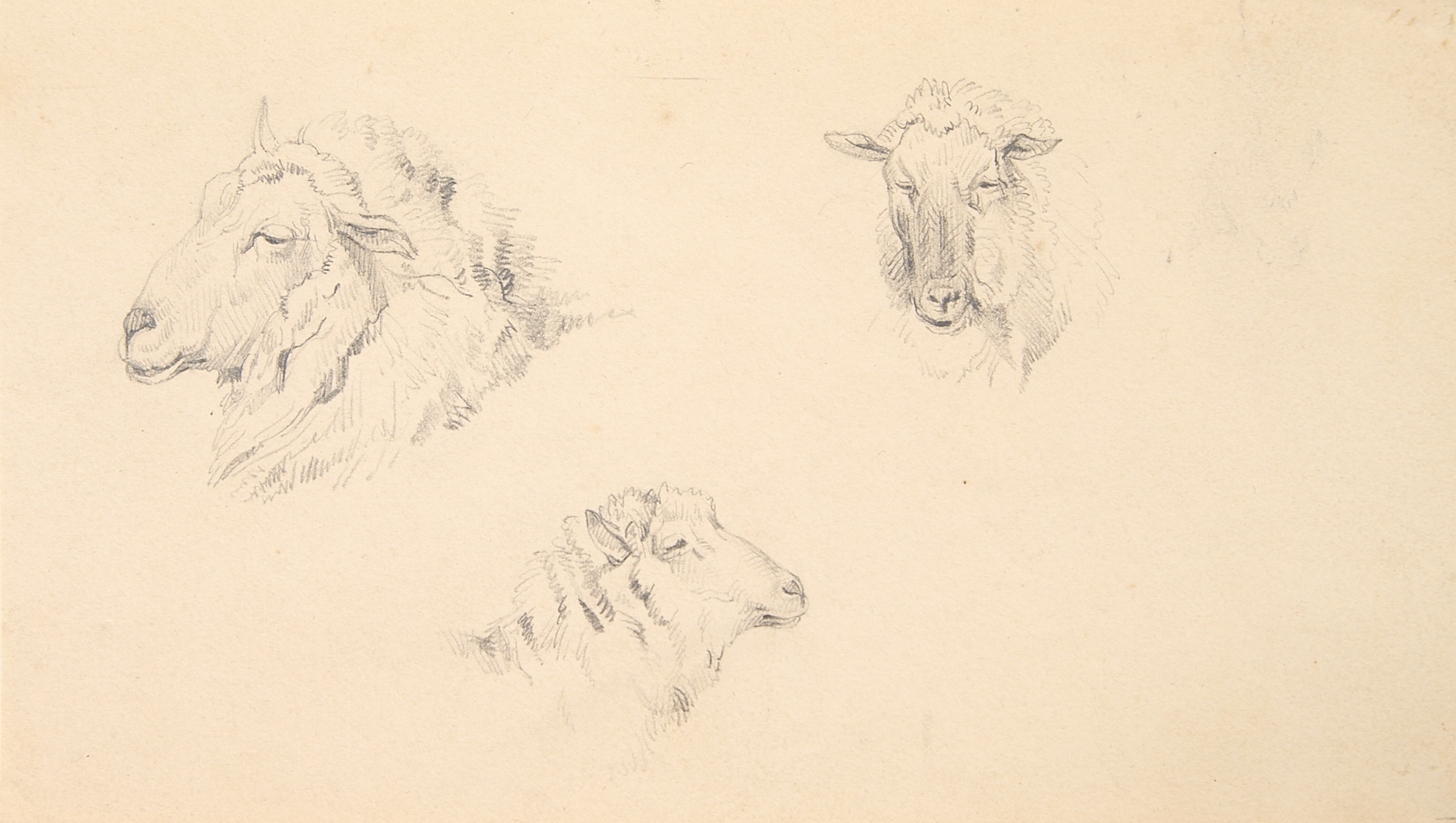Études de têtes de moutons