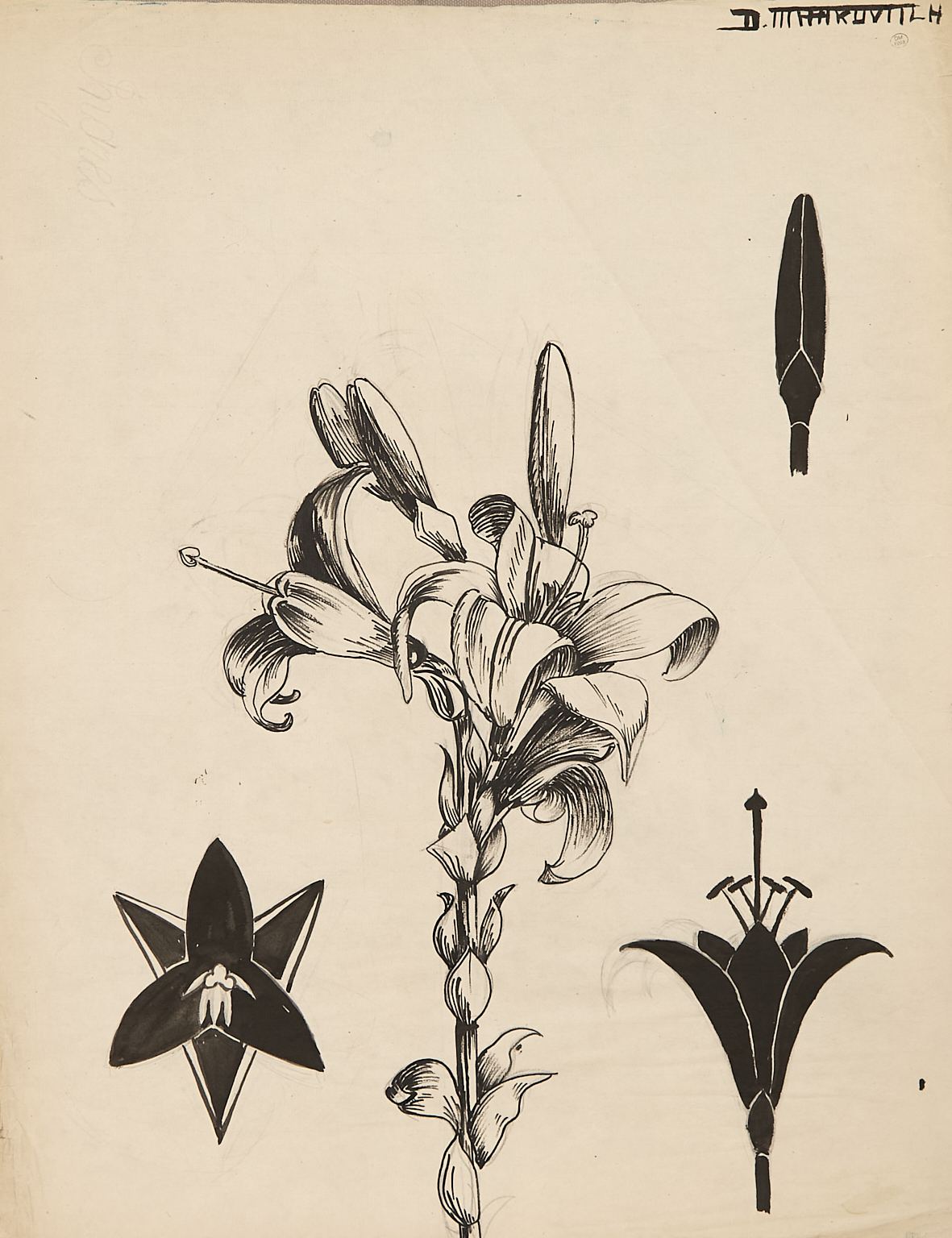 Dora Maar (1907-1997) Étude de fleurs