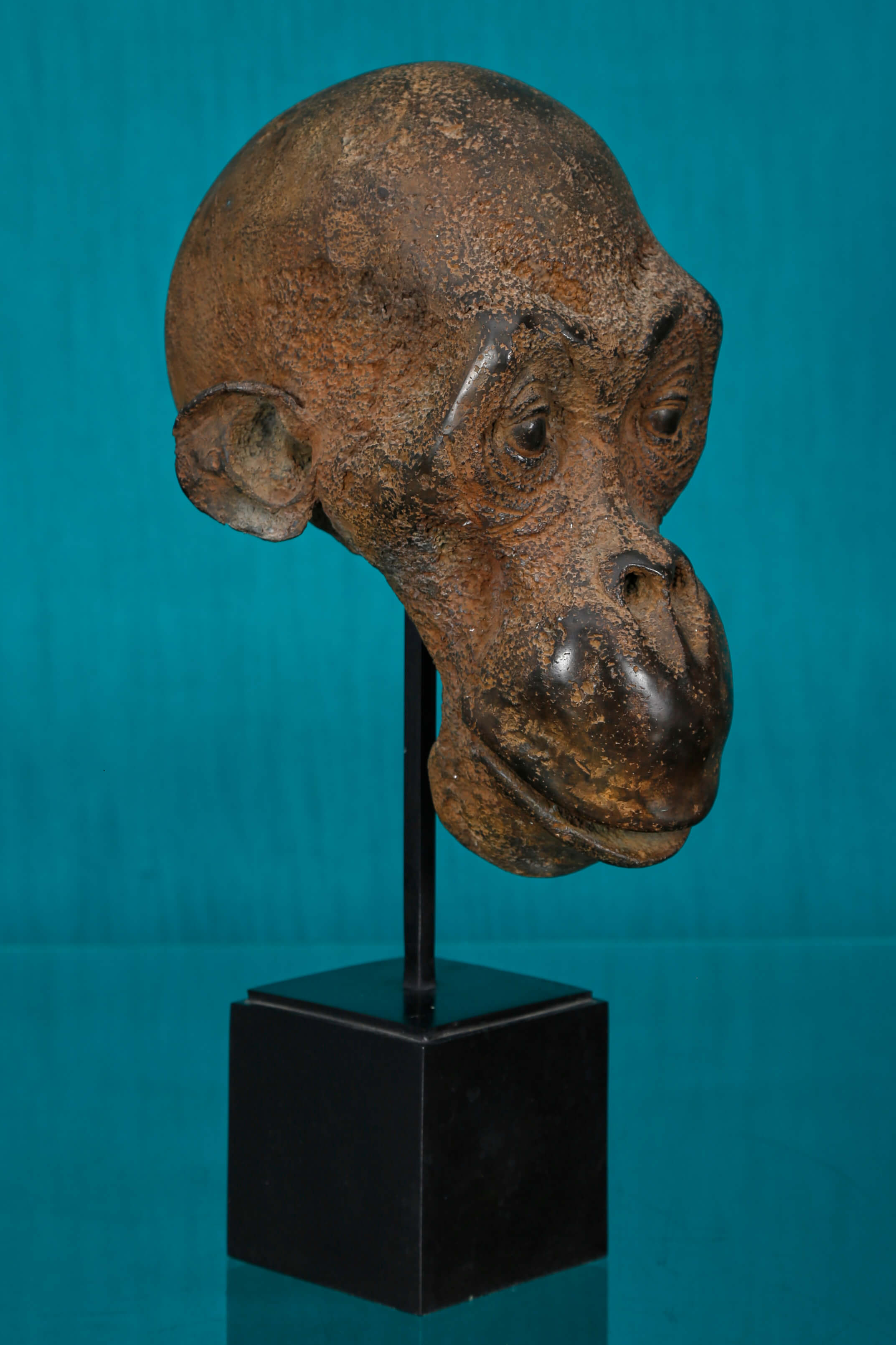 Tête de singe