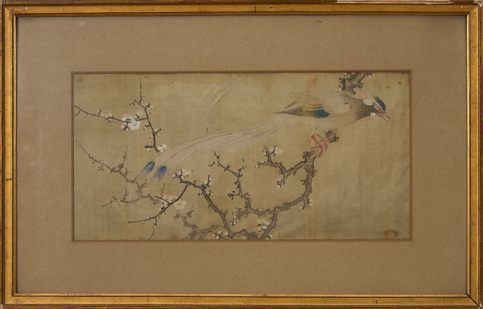 Oiseau branché