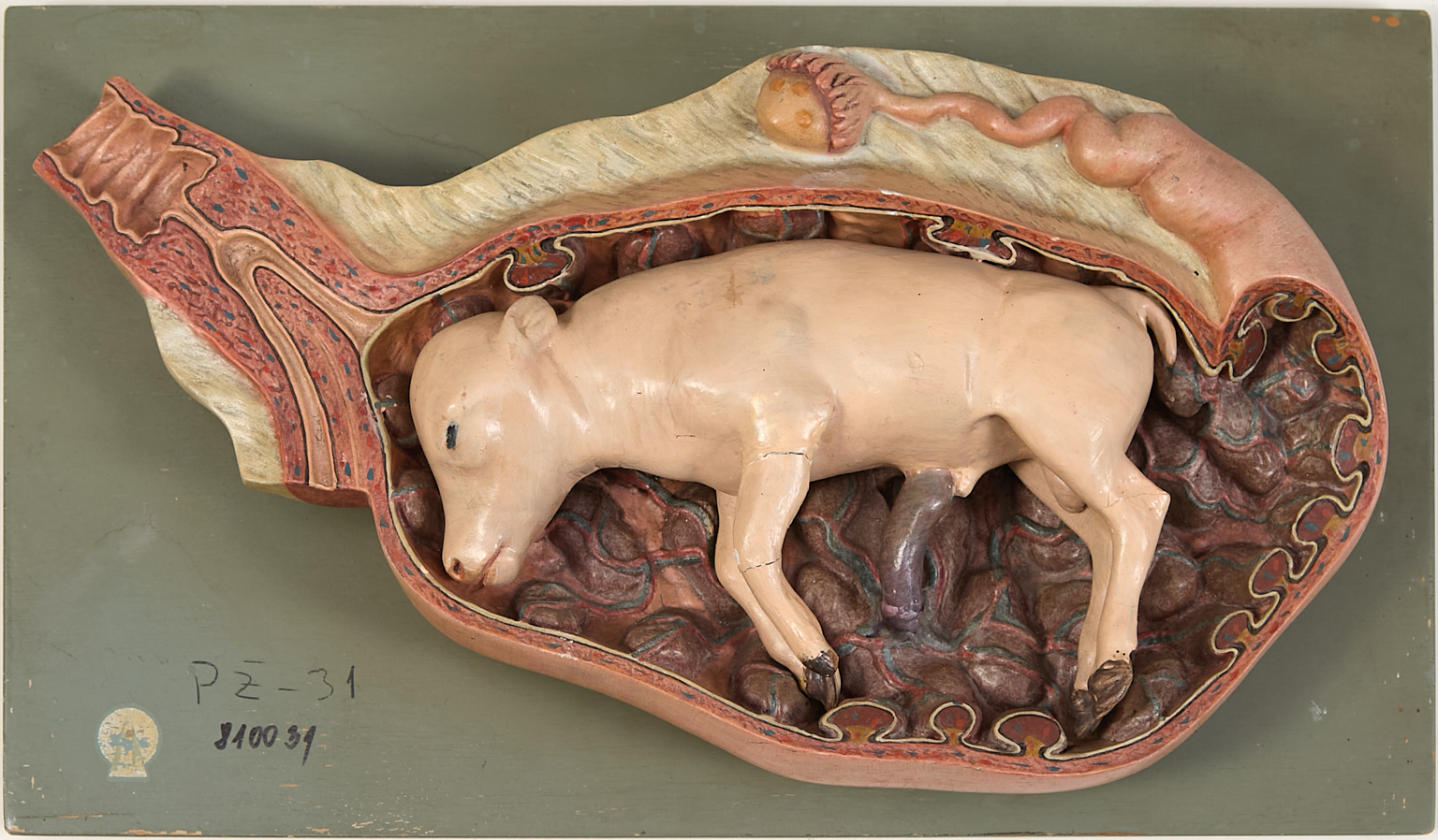 Coupe anatomique d'un foetus de veau