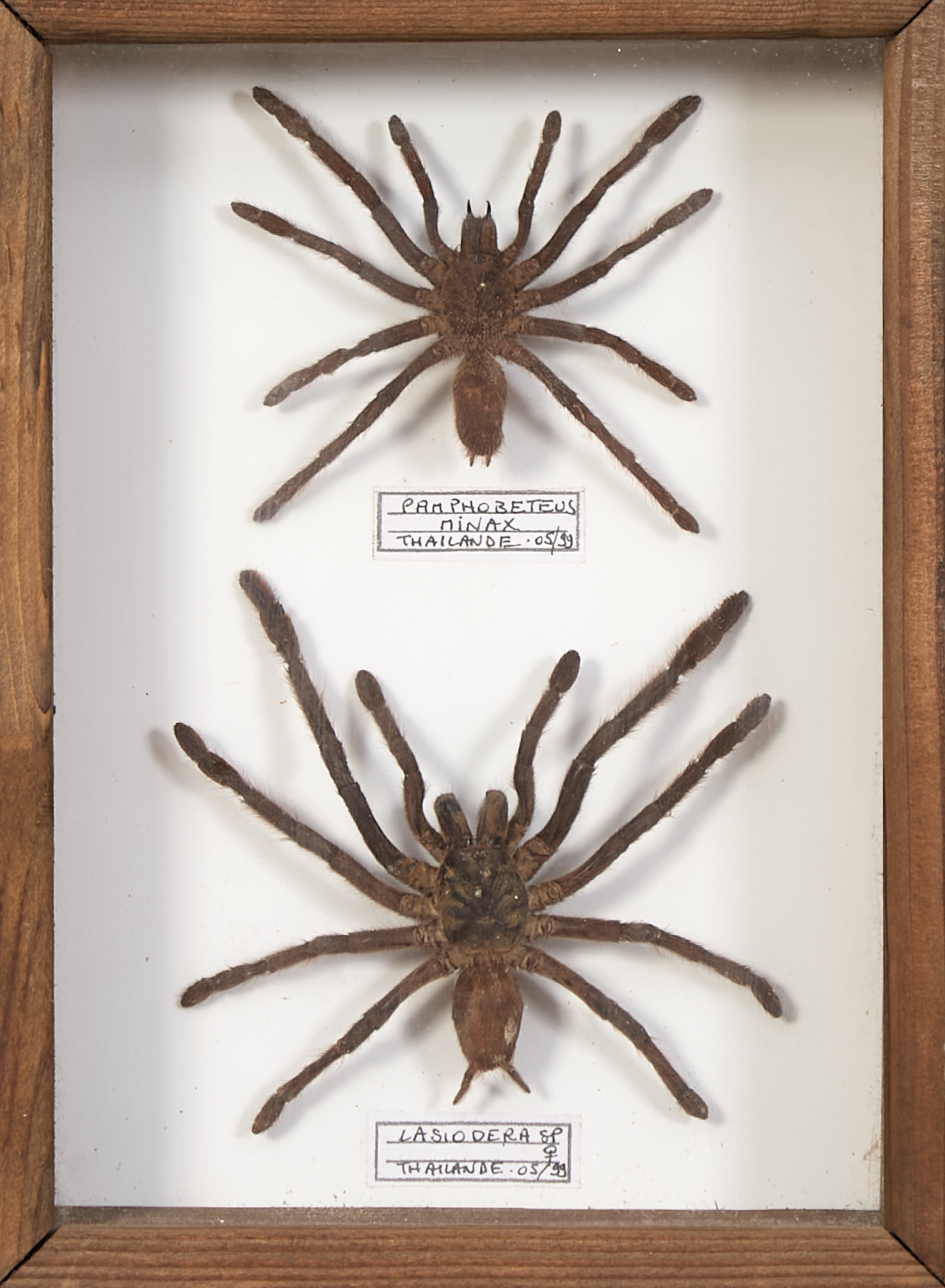 Suite de cadres et bocaux entomologiques