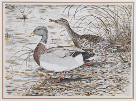 Canne et canard