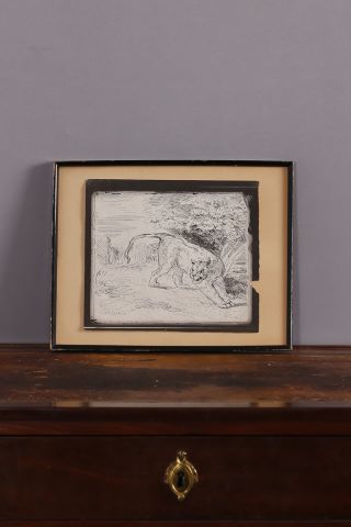 Tigre à l'arrêt