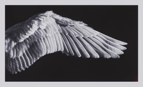 Gabriel’s Wing