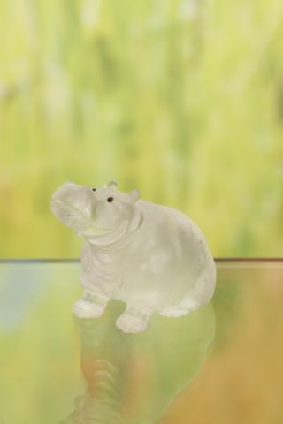Hippopotame