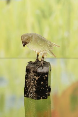 Oiseau