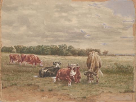 Troupeau de vaches dans un pré