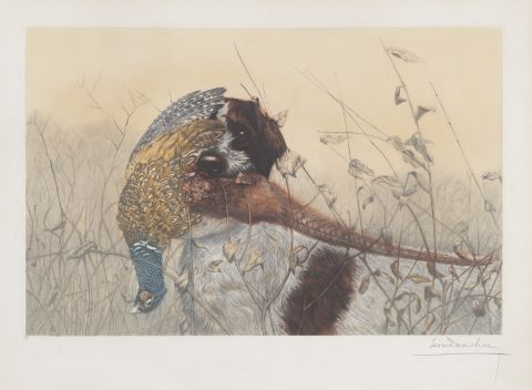Faisan mort, envol de canards et le chien de chasse…