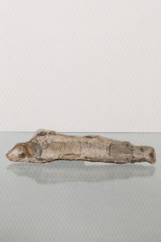 2 empreintes de poissons fossilisés