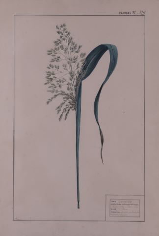 Ensemble de 8 planches botaniques des plantes de la famille…