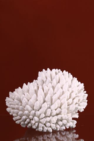 Grand corail