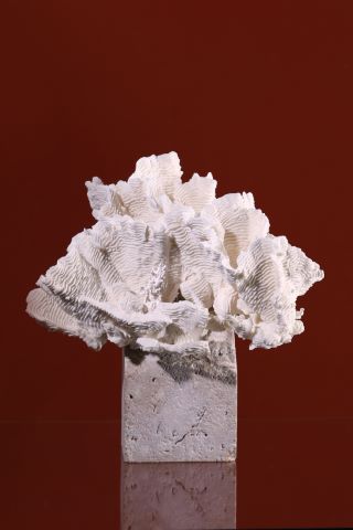 Corail blanc