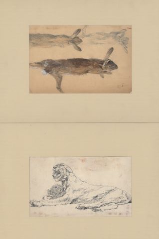 Ensemble de 3 feuilles d’études d’animaux : Lionne allongée, Lièvres,…