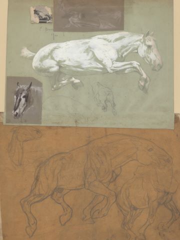 Ensemble de 9 feuilles d’études : Éléphant blessé, Chevaux, Anatomies,…