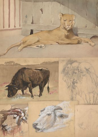 Ensemble de 6 feuilles d’études d’animaux dont : Lionne, vaches,…