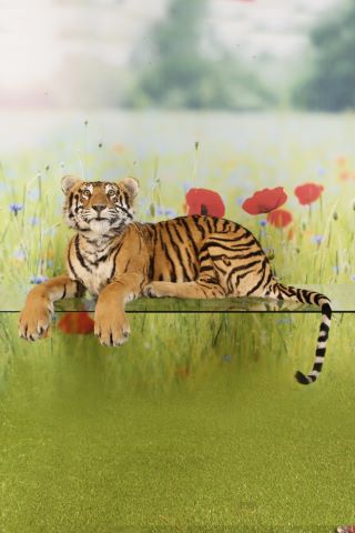 Tigre de Sibérie femelle, Panthera tigris