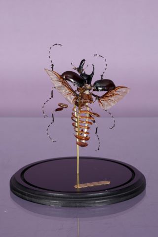 Olivier Violo (XXe siècle) Chalcosoma Caucasus,...