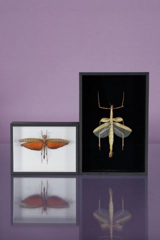 Entomologie Criquet rouge & Phasme vert [2...