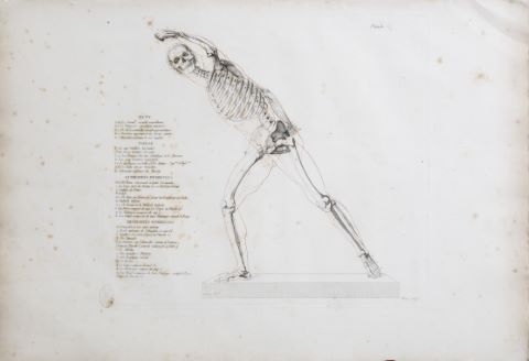 Planche anatomique
