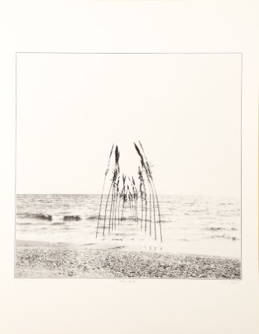 Meer, Schilf