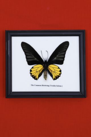 Troides Belena, Australie