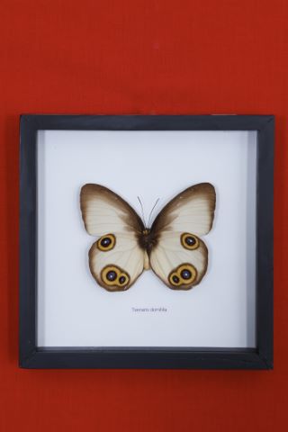 Taenaris domitilla