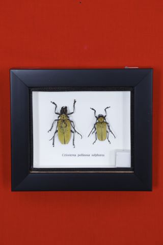 Couple de Celosterna pollinosa sulphurea