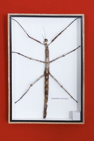 Tirachoidea weswoodi