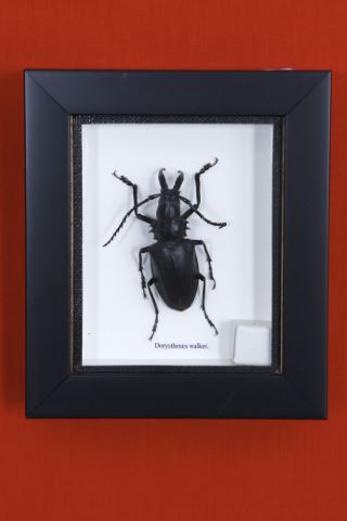 Dorysthenes walkeri