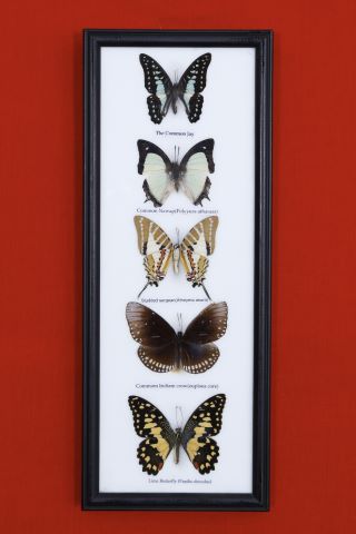 Ensemble de 5 papillons :