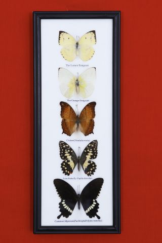 Ensemble de 5 papillons