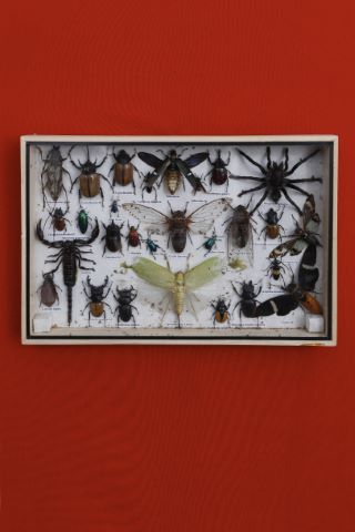 Coffret entomologique comprenant 28 insectes