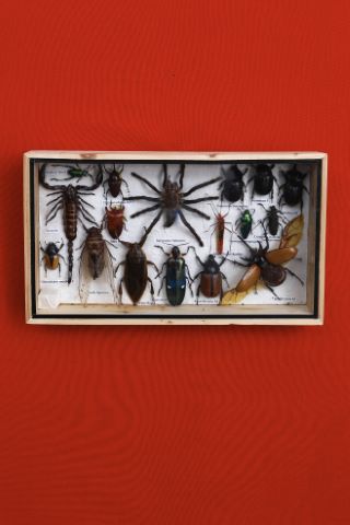 Coffret entomologique comprenant 17 insectes