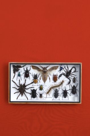 Coffret entomologique comprenant 17 spécimens