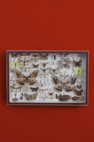 Coffret entomologique comprenant 57 papillons