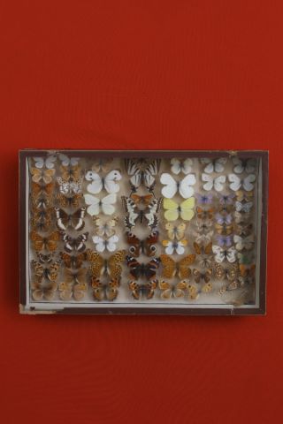 Coffret comprenant 68 papillons