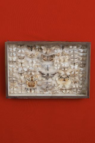 Coffret comprenant 97 papillons