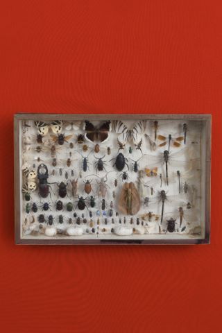Coffret entomologique comprenant 120 insectes