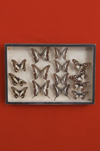 Coffret comprenant 14 papillons