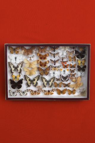 Coffret comprenant 51 papillons