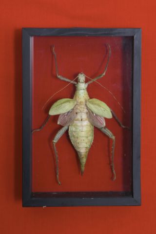 Heteropterix dilatata femelle
