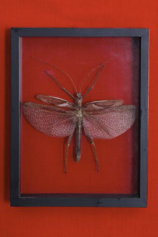 Heteropterix dilatata mâle