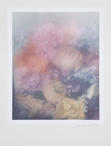 David Hamilton (1933-2016) Roses