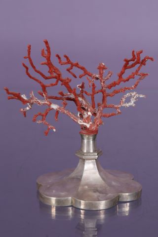 Branche de corail rouge
