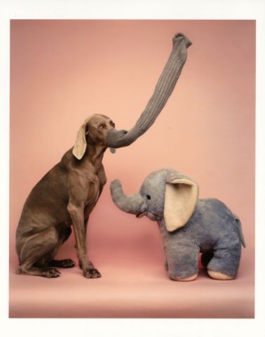 William Wegman (né en 1943) No Fun Sleeping Pink...
