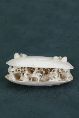 Coquillage