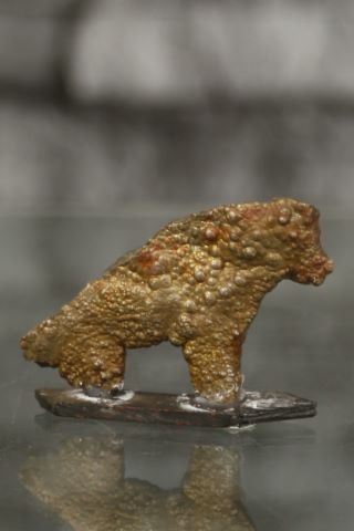 Petit buffle accroupi