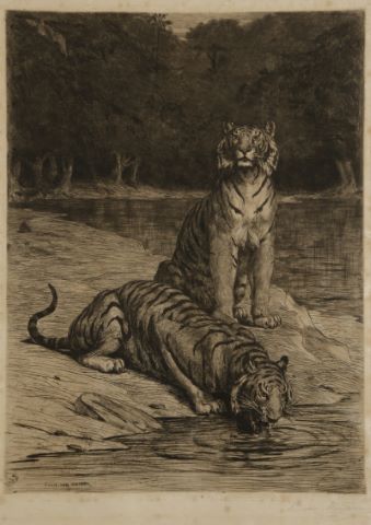 Tigres s’abreuvant